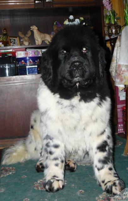 Фото: ньюфаундленд Voshodyashaya Zvezda (Восходящая Звезда)