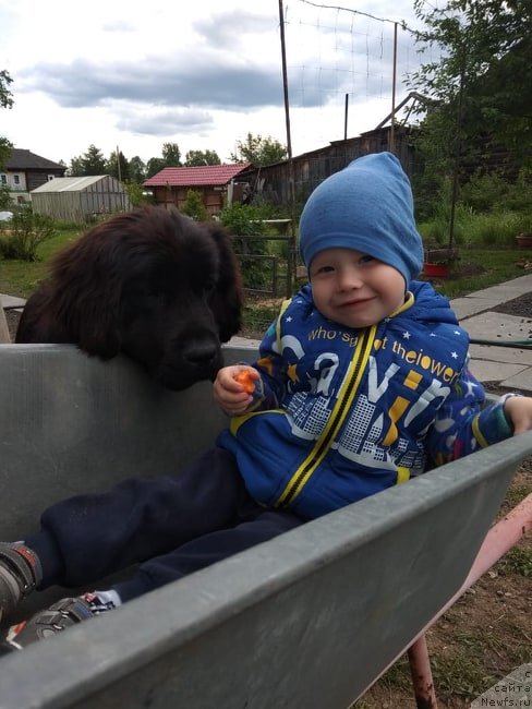 Фото: ньюфаундленд N'yufort Pleyona Gold Nuar (Ньюфорт Плейона Голд Нуар)