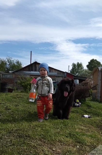 Фото: ньюфаундленд N'yufort Pleyona Gold Nuar (Ньюфорт Плейона Голд Нуар)