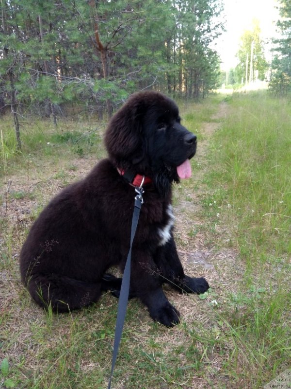 Фото: ньюфаундленд Zena ot Karel'skih Medvedey (Зена от Карельских Медведей)