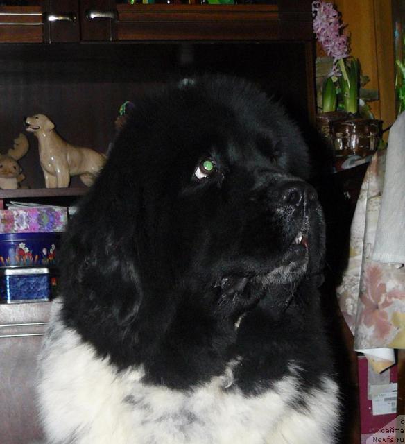 Фото: ньюфаундленд Voshodyashaya Zvezda (Восходящая Звезда)