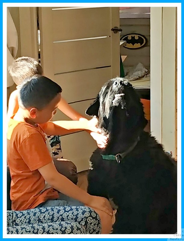 Фото: ньюфаундленд Plushevaya Panda Yar (Плюшевая Панда Яр)