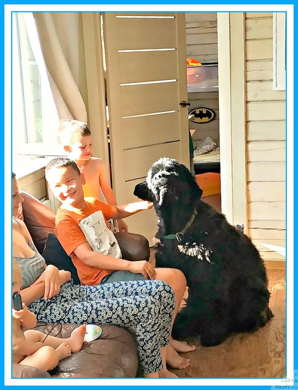 Фото: ньюфаундленд Plushevaya Panda Yar (Плюшевая Панда Яр)