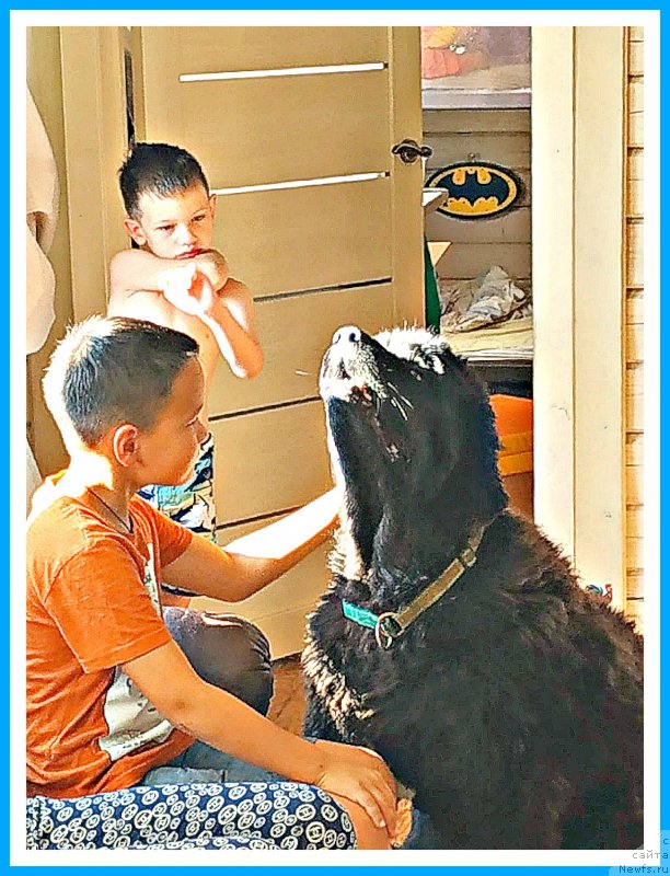 Фото: ньюфаундленд Plushevaya Panda Yar (Плюшевая Панда Яр)