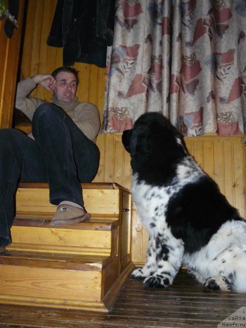 Фото: ньюфаундленд Voshodyashaya Zvezda (Восходящая Звезда), Aleksey Zavaruev (Алексей Заваруев)