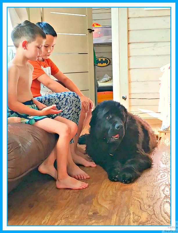 Фото: ньюфаундленд Plushevaya Panda Yar (Плюшевая Панда Яр)