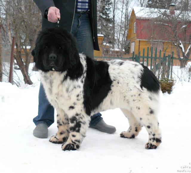 Фото: ньюфаундленд Voshodyashaya Zvezda (Восходящая Звезда)