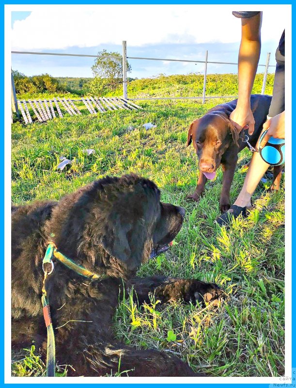 Фото: ньюфаундленд Plushevaya Panda Yar (Плюшевая Панда Яр)