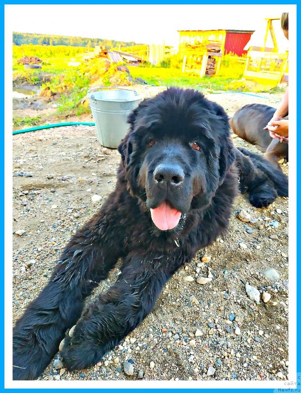 Фото: ньюфаундленд Plushevaya Panda Yar (Плюшевая Панда Яр)