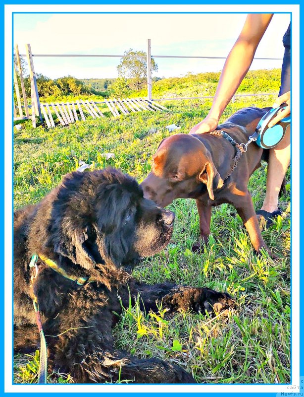 Фото: ньюфаундленд Plushevaya Panda Yar (Плюшевая Панда Яр)