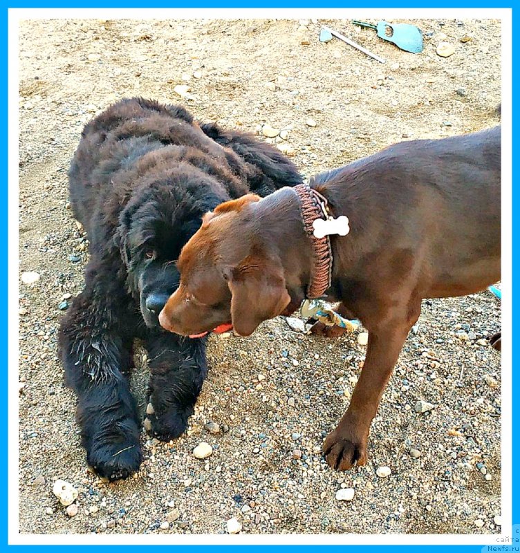 Фото: ньюфаундленд Plushevaya Panda Yar (Плюшевая Панда Яр)