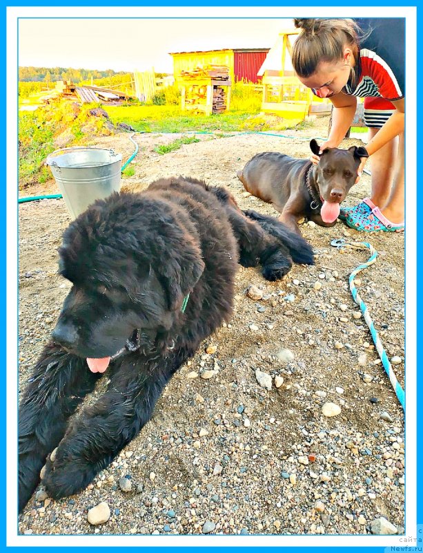 Фото: ньюфаундленд Plushevaya Panda Yar (Плюшевая Панда Яр)