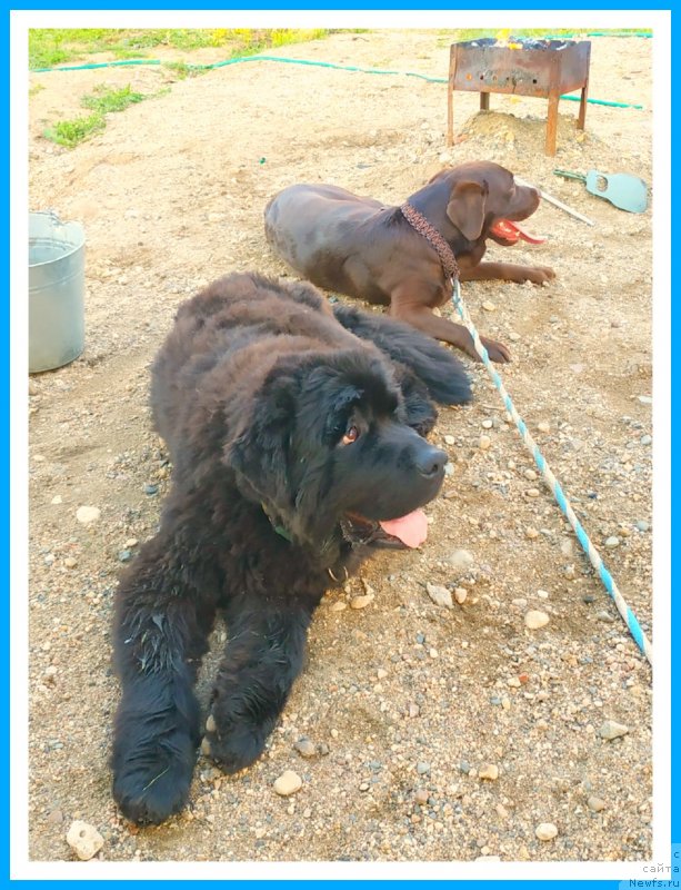 Фото: ньюфаундленд Plushevaya Panda Yar (Плюшевая Панда Яр)