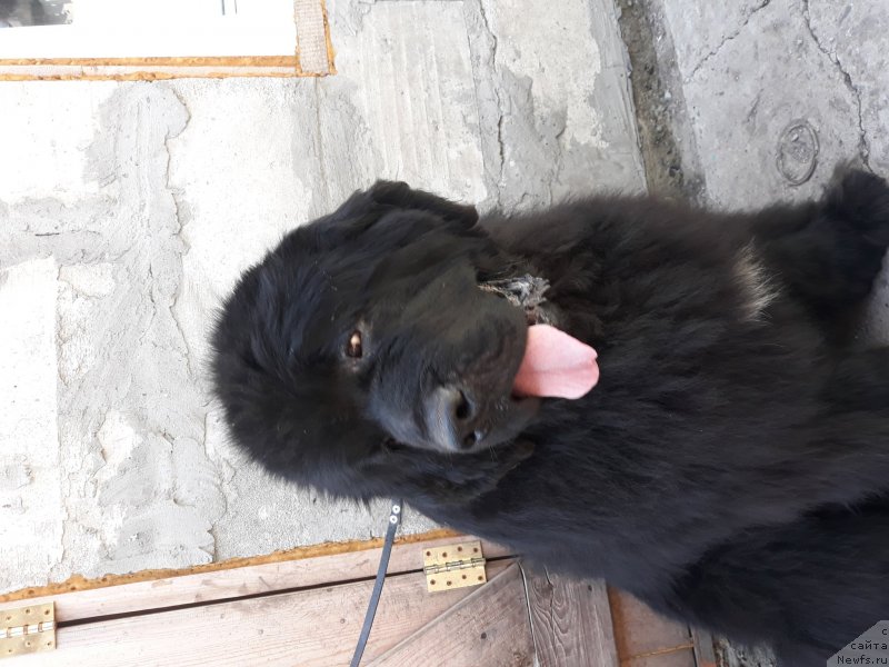 Фото: ньюфаундленд Super Premium Lillihamer (Супер Премиум Лиллихаммер)