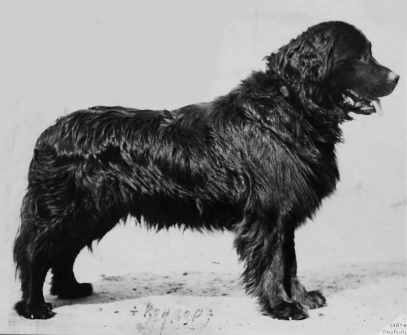 Фото: ньюфаундленд Kondor (Кондор)
