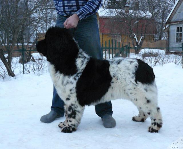 Фото: ньюфаундленд Voshodyashaya Zvezda (Восходящая Звезда)