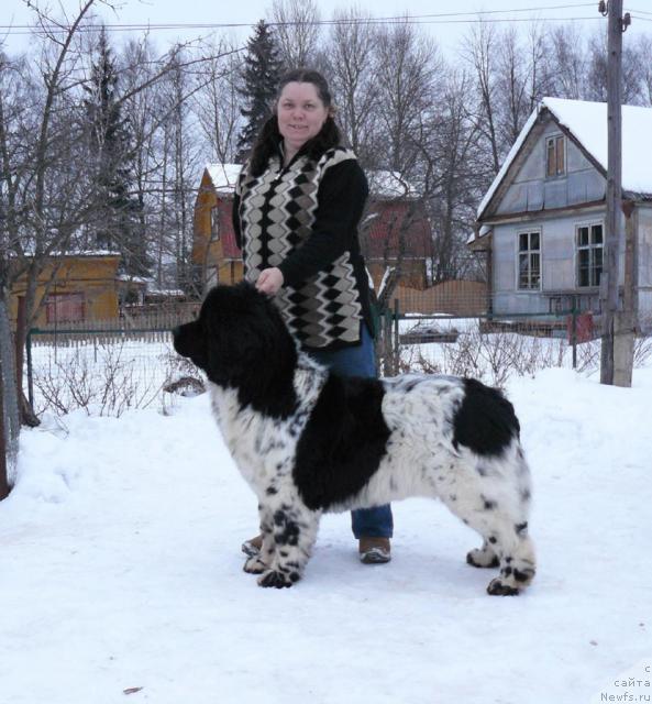 Фото: ньюфаундленд Voshodyashaya Zvezda (Восходящая Звезда), Elena Pushkareva (Елена Пушкарева)