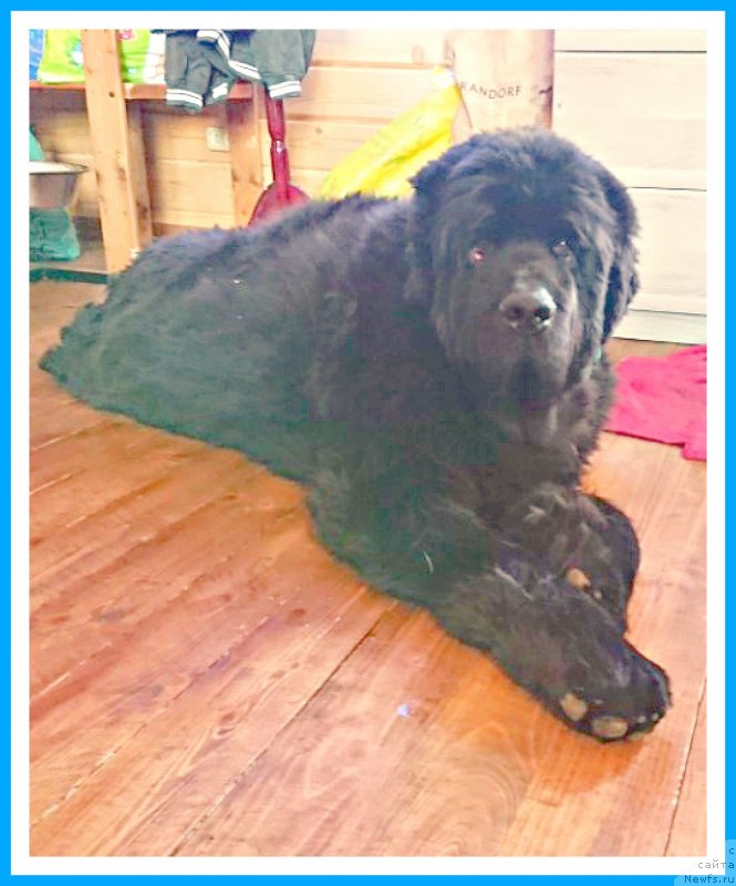 Фото: ньюфаундленд Plushevaya Panda Yar (Плюшевая Панда Яр)