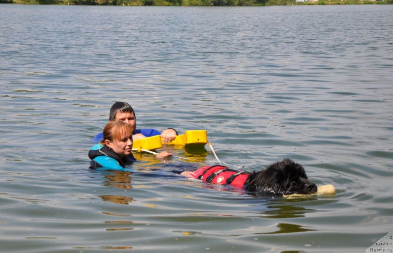 Фото: ньюфаундленд Plushevaya Panda Akvanika (Плюшевая Панда Акваника)
