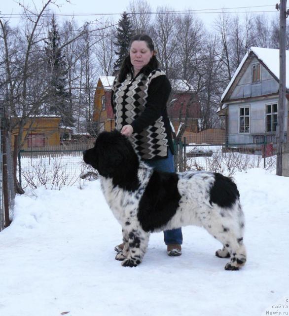 Фото: ньюфаундленд Voshodyashaya Zvezda (Восходящая Звезда), Elena Pushkareva (Елена Пушкарева)