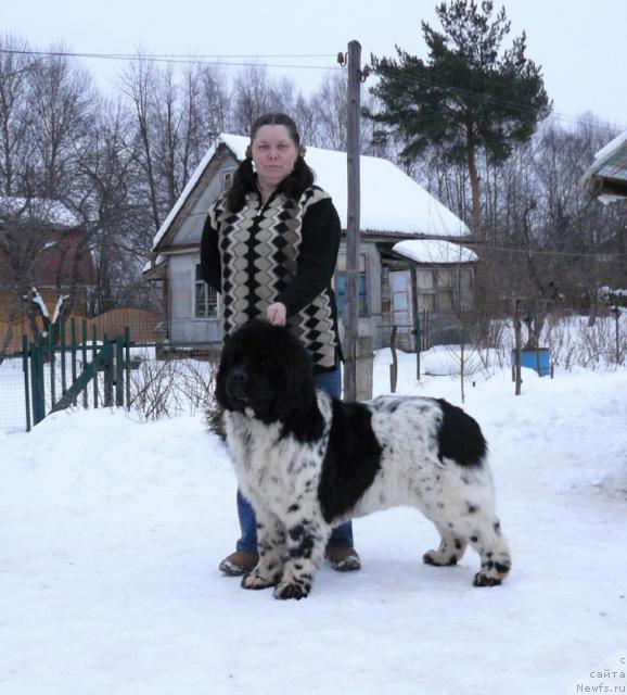 Фото: ньюфаундленд Voshodyashaya Zvezda (Восходящая Звезда), Elena Pushkareva (Елена Пушкарева)