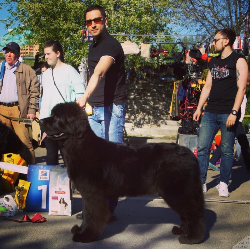 Фото: ньюфаундленд Super Premium Excellent Excess (Супер Премиум Экселенс Эксесс)