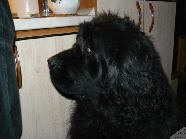 Фото: ньюфаундленд Berta (Берта)