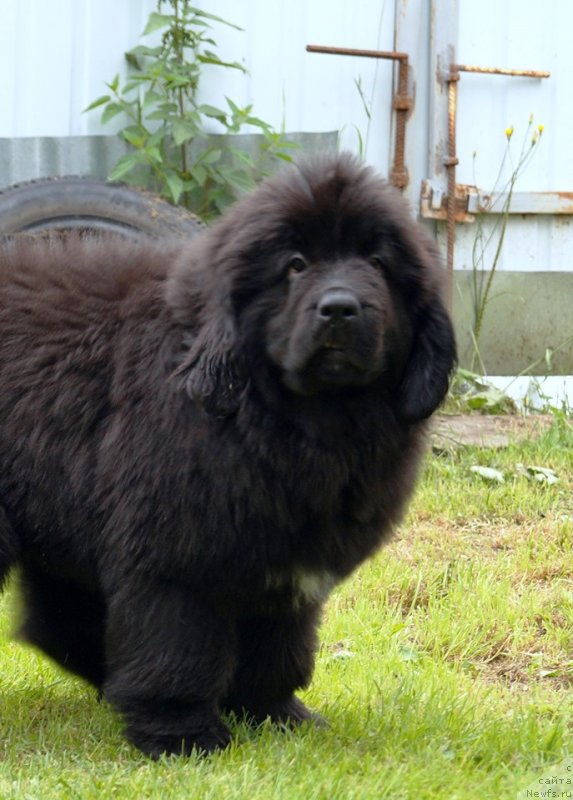 Фото: ньюфаундленд Braunblad MSK Full of Lav (Браунблад МСК Фулл оф Лав)