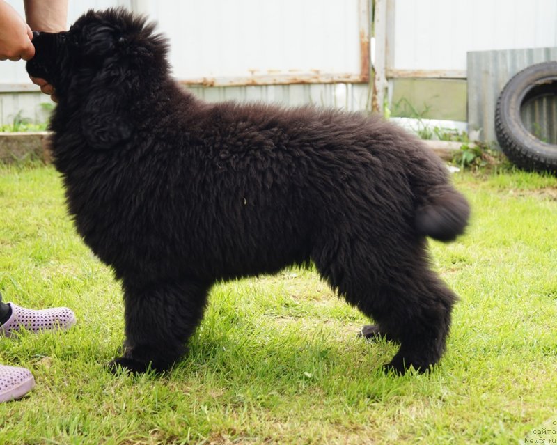 Фото: ньюфаундленд Braunblad MSK Full of Lav (Браунблад МСК Фулл оф Лав)