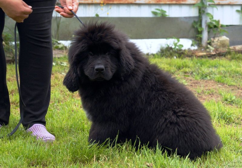 Фото: ньюфаундленд Braunblad MSK Full of Lav (Браунблад МСК Фулл оф Лав)