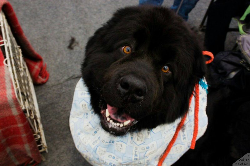 Фото: ньюфаундленд Nevada Snejnaya Koroleva (Невада Снежная Королева)