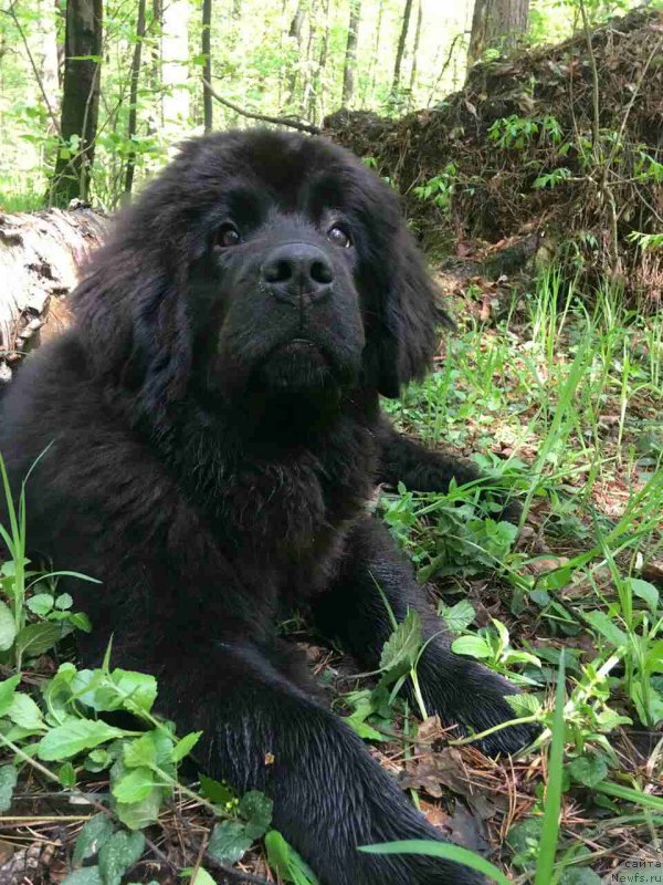 Фото: ньюфаундленд Elizara Tauyer (Елизара Тауэр)