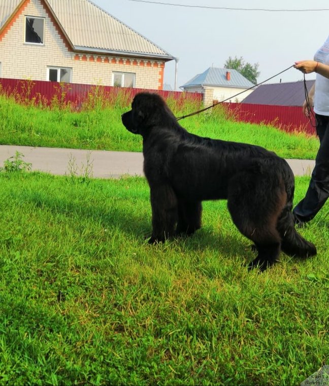Фото: ньюфаундленд Okean Mechty Anabel (Океан Мечты Анабель)