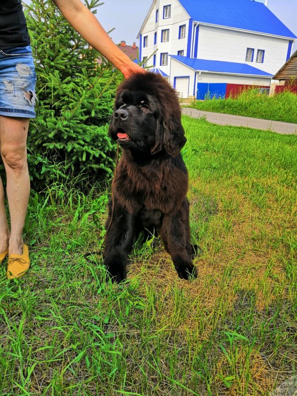 Фото: ньюфаундленд Okean Mechty Anabel (Океан Мечты Анабель)