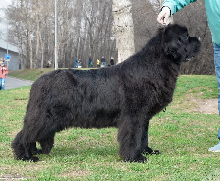 Фото: ньюфаундленд Sent Djons Fever of Love (Сент Джонс Февер оф Ловэ)