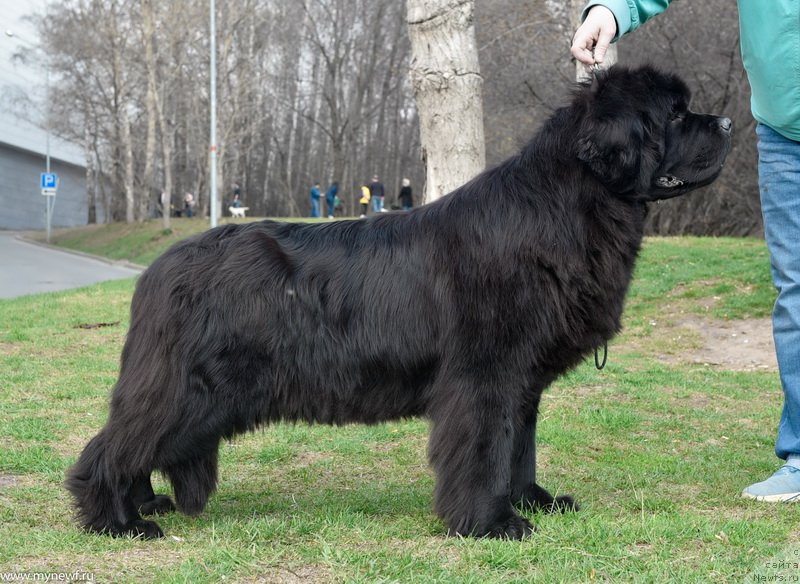 Фото: ньюфаундленд Sent Djons Fever of Love (Сент Джонс Февер оф Ловэ)