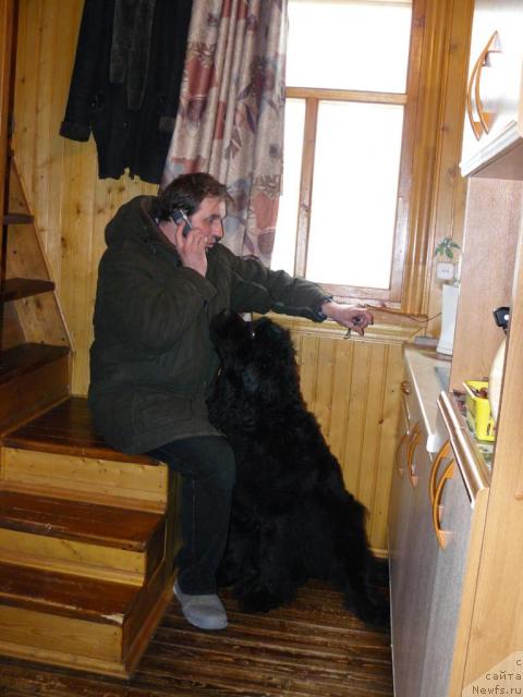 Фото: ньюфаундленд Berta (Берта), Aleksey Zavaruev (Алексей Заваруев)