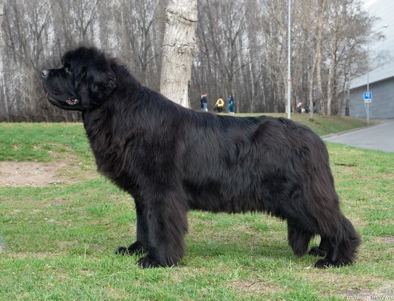 Фото: ньюфаундленд Sent Djons Fever of Love (Сент Джонс Февер оф Ловэ)