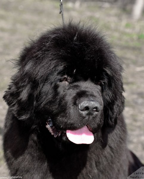 Фото: ньюфаундленд Sent Djons Fever of Love (Сент Джонс Февер оф Ловэ)