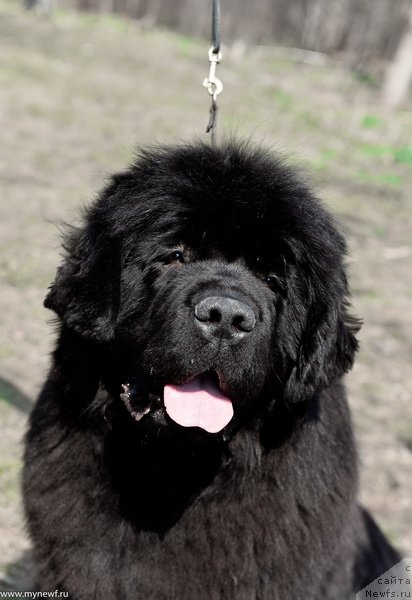 Фото: ньюфаундленд Sent Djons Fever of Love (Сент Джонс Февер оф Ловэ)