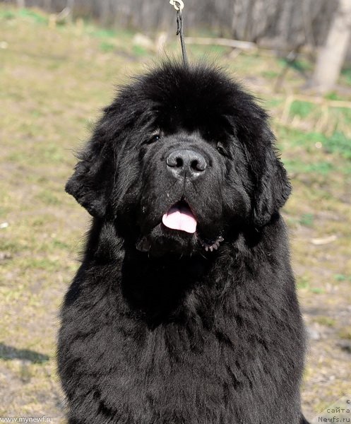 Фото: ньюфаундленд Sent Djons Fever of Love (Сент Джонс Февер оф Ловэ)