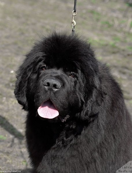 Фото: ньюфаундленд Sent Djons Fever of Love (Сент Джонс Февер оф Ловэ)