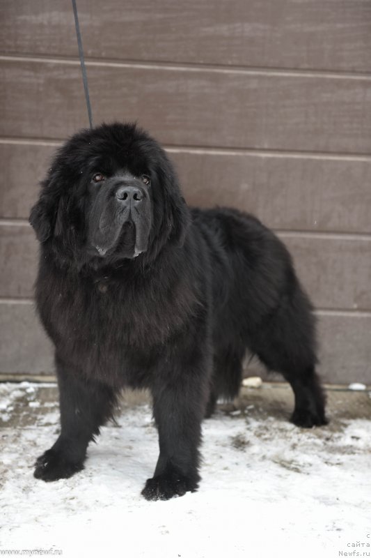 Фото: ньюфаундленд Sent Djons Fever of Love (Сент Джонс Февер оф Ловэ)