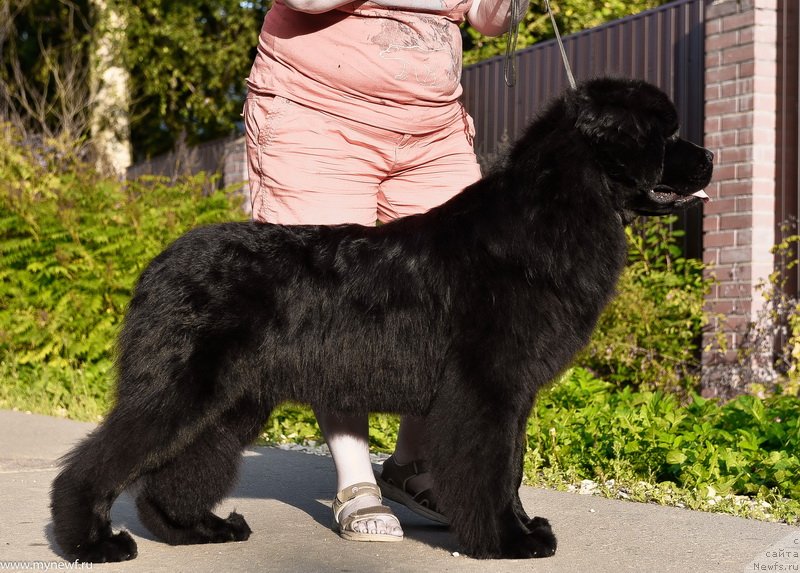 Фото: ньюфаундленд Sent Djons Leaves in Autumn (Сент Джонс Леавэс ин Аутумн)