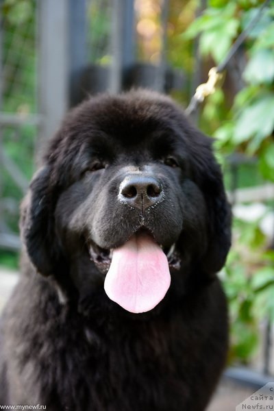 Фото: ньюфаундленд Sent Djons Leaves in Autumn (Сент Джонс Леавэс ин Аутумн)