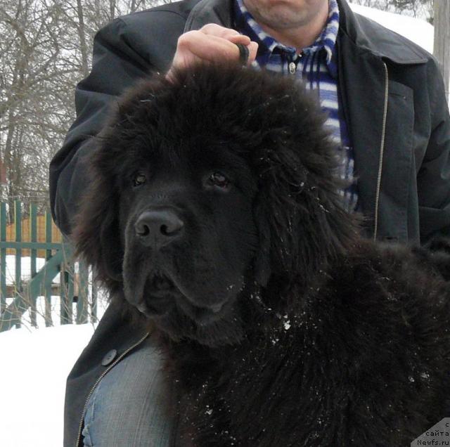 Фото: ньюфаундленд Pchiolkin Dom Veniamin (Пчёлкин Дом Вениамин)