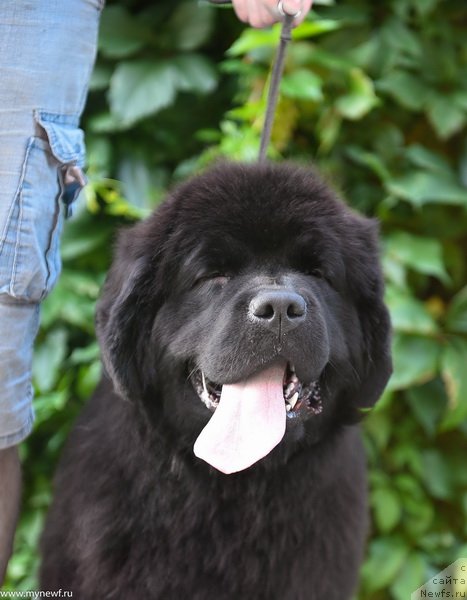 Фото: ньюфаундленд Sent Djons Leaves in Autumn (Сент Джонс Леавэс ин Аутумн)