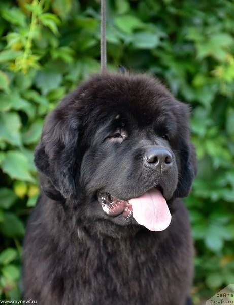 Фото: ньюфаундленд Sent Djons Leaves in Autumn (Сент Джонс Леавэс ин Аутумн)