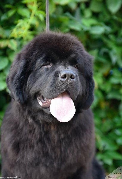 Фото: ньюфаундленд Sent Djons Leaves in Autumn (Сент Джонс Леавэс ин Аутумн)