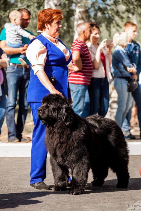Фото: [d17137]Супер Премиум Элизабет, Anjelika Manshetova (Анжелика Маншетова)